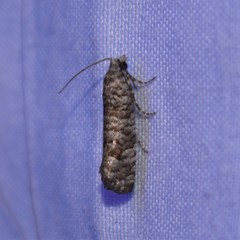 Retinia gemistrigulana