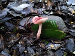 Russula nothofaginea