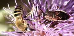 Anthophora montana
