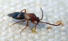 Ceratocapsini