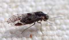 Loensia conspersa
