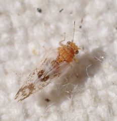 Craspedolepta pulchella