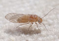 Cuneopalpus cyanops