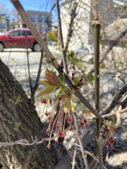 Acer negundo