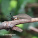 Myrmeleon bimaculatus - Photo (c) Young Chan,  זכויות יוצרים חלקיות (CC BY-NC), הועלה על ידי Young Chan