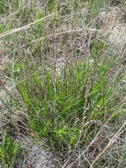 Liatris glandulosa