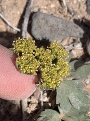Cymopterus newberryi