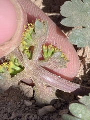 Cymopterus newberryi