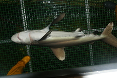 Carcharhinus longimanus
