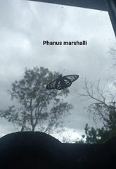 Phanus marshalli