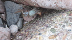 Geograpsus lividus