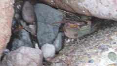 Geograpsus lividus