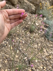 Saltugilia splendens