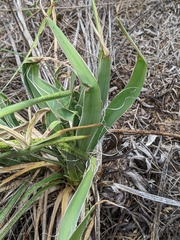 Yucca necopina