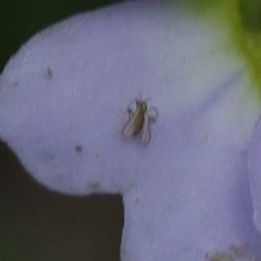 Pterygota