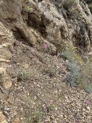 Saltugilia splendens