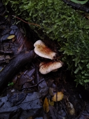 Cortinarius austroturmalis