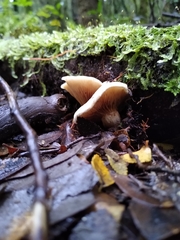 Cortinarius austroturmalis