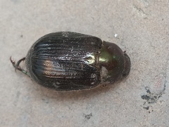 Paranomala cincta