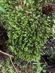 Macrodiplophyllum rubrum