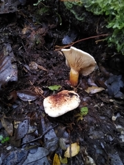 Cortinarius austroturmalis