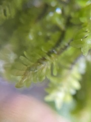 Macrodiplophyllum rubrum