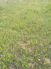 Pilosella caespitosa