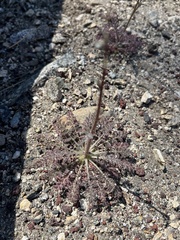 Saltugilia splendens