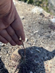 Saltugilia splendens