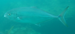 Turrum gymnostethus