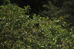 Psarocolius atrovirens