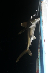 Carcharhinus longimanus