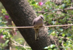 Columbina inca