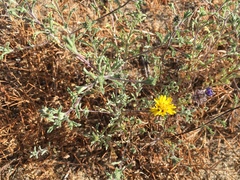 Lessingia germanorum