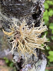 Sphaerophorus venerabilis