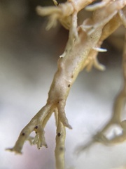 Sphaerophorus venerabilis