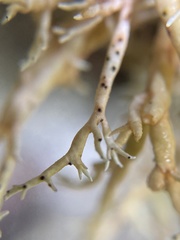 Sphaerophorus venerabilis