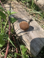 Psathyrella pseudovernalis
