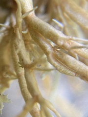 Sphaerophorus venerabilis