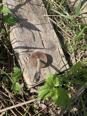 Psathyrella pseudovernalis