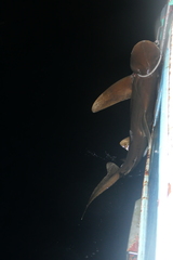 Carcharhinus longimanus