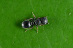 Cataulacus granulatus