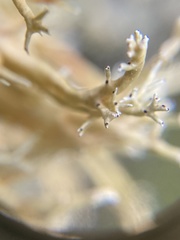 Sphaerophorus venerabilis