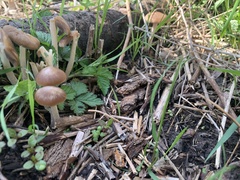 Psathyrella pseudovernalis