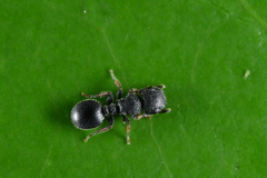 Cataulacus granulatus