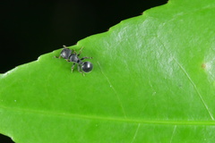 Cataulacus granulatus