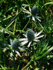 Eryngium heterophyllum