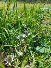 Eryngium heterophyllum