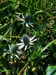 Eryngium heterophyllum