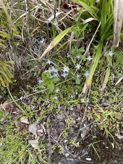 Houstonia serpyllifolia
